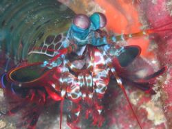 Mantis Shrimp - 7 Mile Reef - Sodwana Bay - South Africa by Lindsey Smith 
